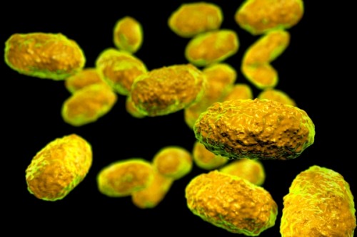 vi-khuan-ho-ga-bordetella-pertussis_1_largeThumb.jpg